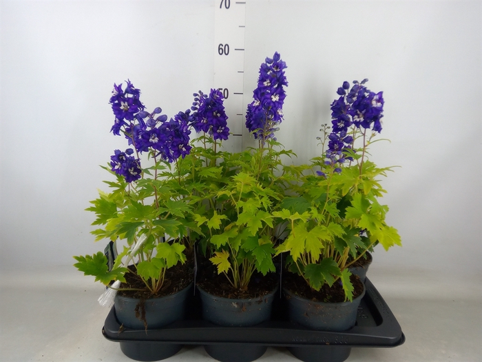 <h4>Delphinium el. 'PacG MagicFountian'</h4>