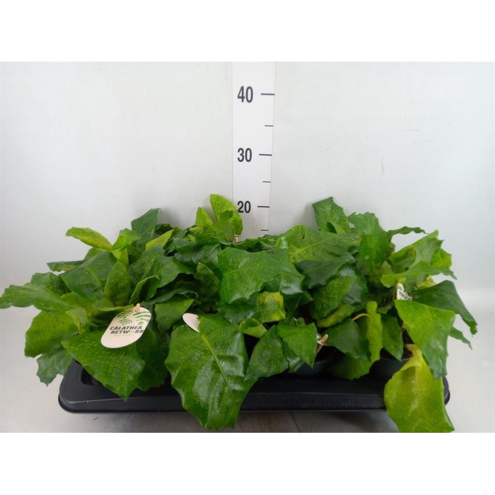<h4>Calathea ...</h4>