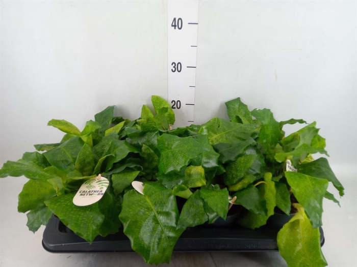 Calathea   ...