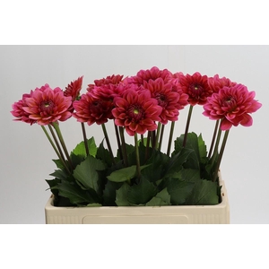Dahlia Salmon Runner