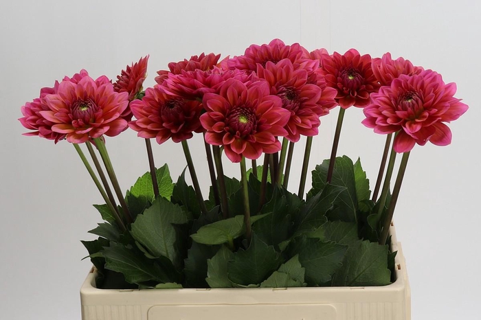 Dahlia Salmon Runner