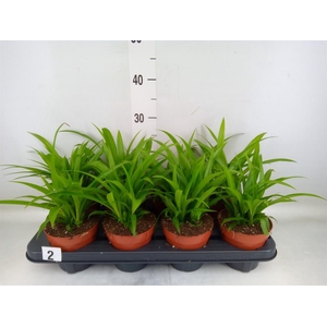 Chlorophytum com. 'Lemon'