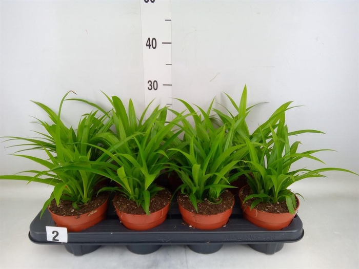 <h4>Chlorophytum com. 'Lemon'</h4>