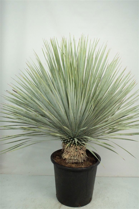 <h4>YUC ROSTRATA</h4>