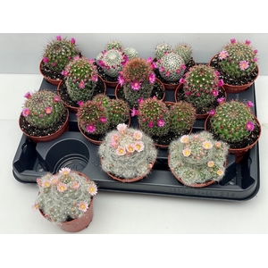CACTUS BLOEIEND GEM