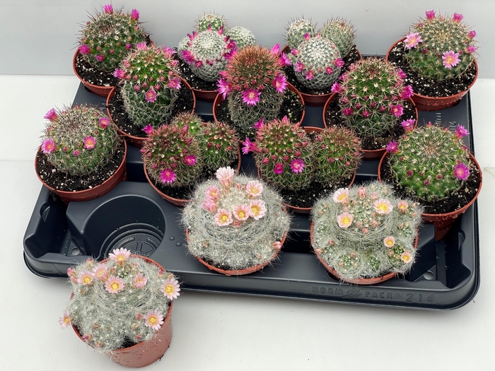 <h4>CACTUS BLOEIEND GEM</h4>