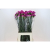 Dianthus St Confort