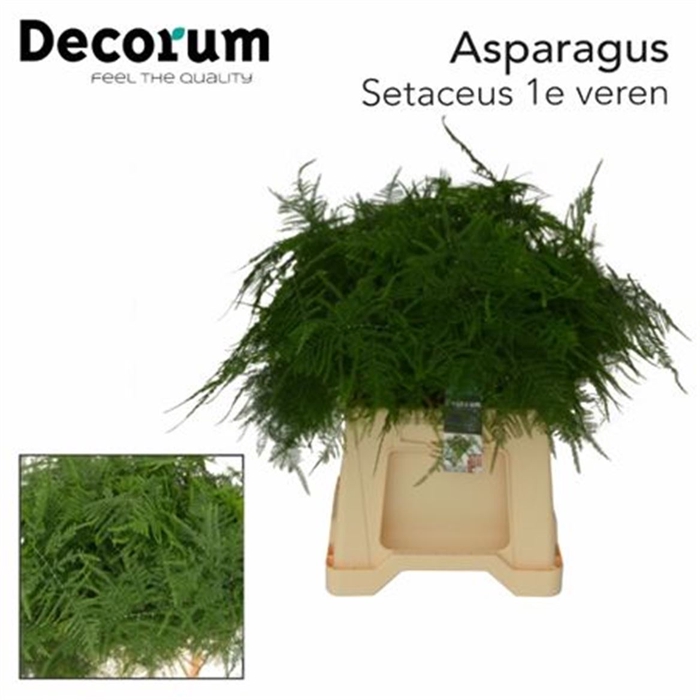 <h4>Asparagus Setaceus</h4>