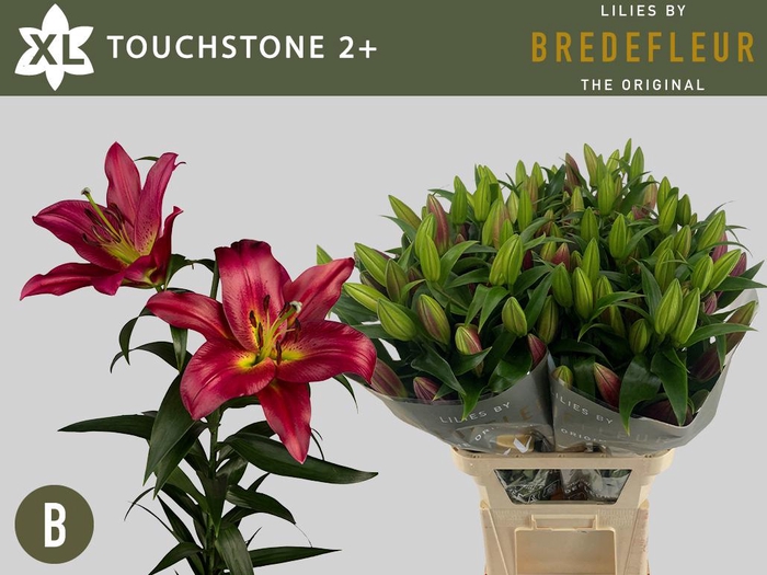 <h4>LI OT TOUCHSTONE 2+</h4>