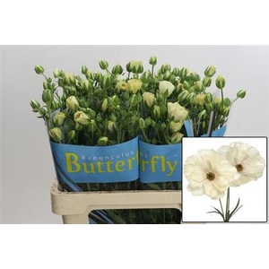 Ran Butterfly Keramo 60cm