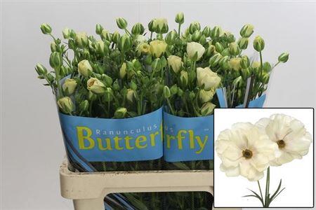 <h4>Ran Butterfly Keramo 60cm</h4>