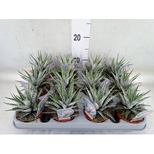 Haworthia fasciata 'Alba'