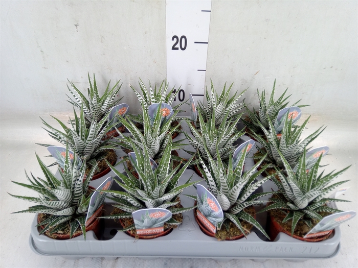 <h4>Haworthia fasciata 'Alba'</h4>