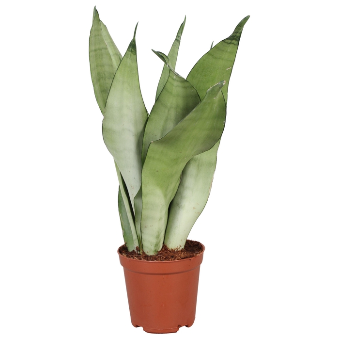<h4>Sansevieria Moonshine</h4>