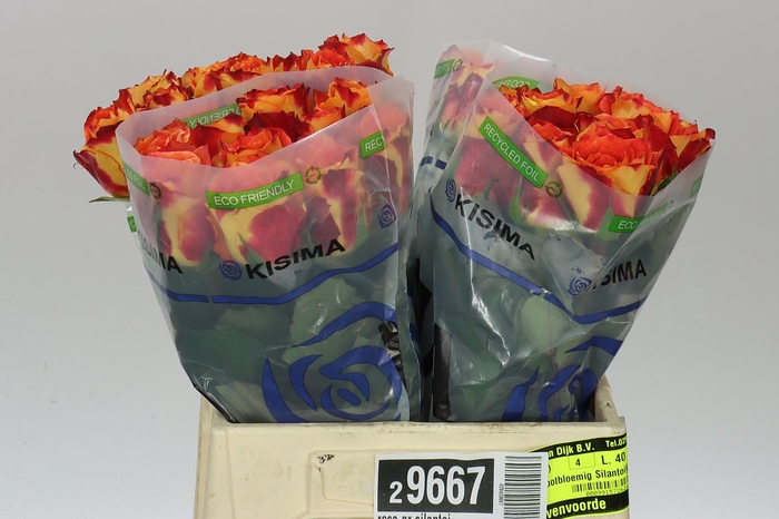 <h4>Rosa Gr Silantoi</h4>