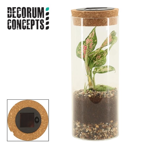 <h4>Terrarium Sirius large incl Solarlight(Decorum concepts)</h4>