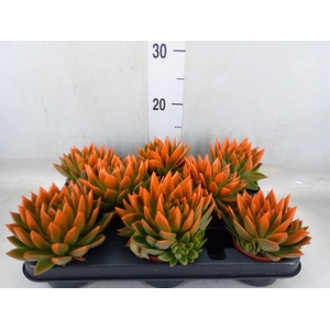Echeveria  'Miranda'
