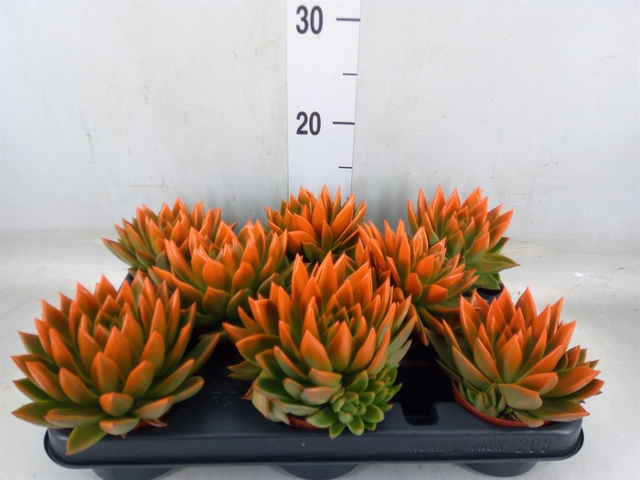 <h4>Echeveria  'Miranda'</h4>