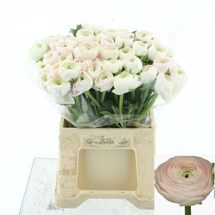 <h4>RAN SU HANOI</h4>