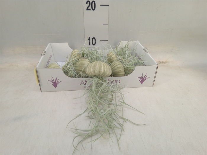 <h4>Tillandsia usneoides</h4>
