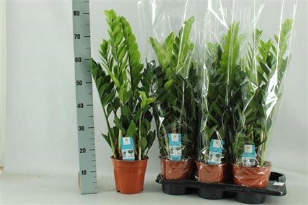 <h4>Zamio Zamiifolia</h4>