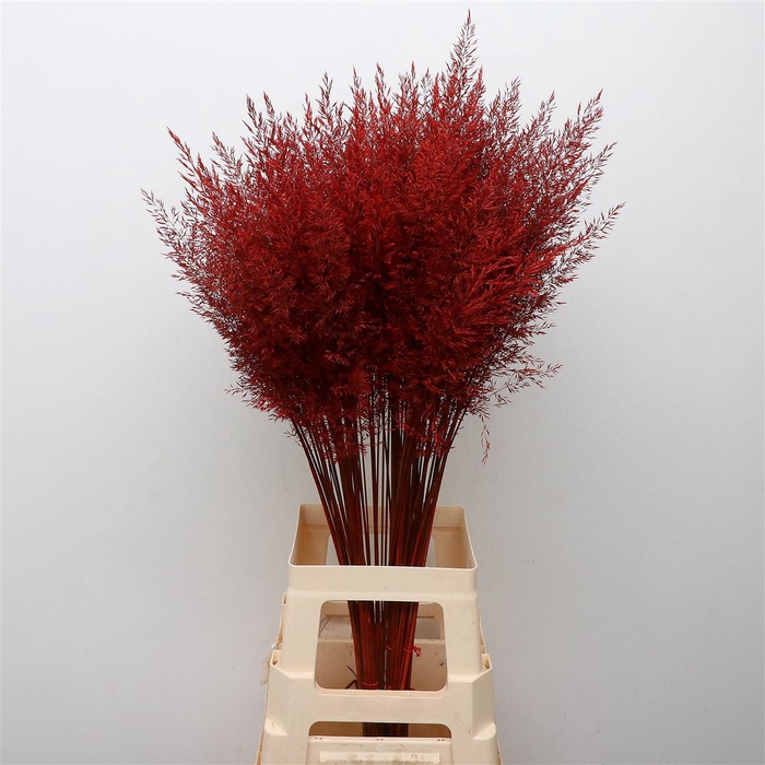 <h4>Calamagrostis Brachy Aubergine</h4>