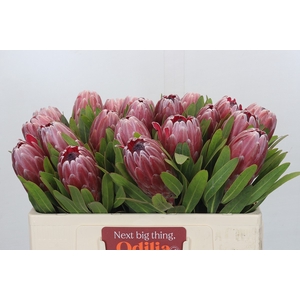 Protea Pink Ice