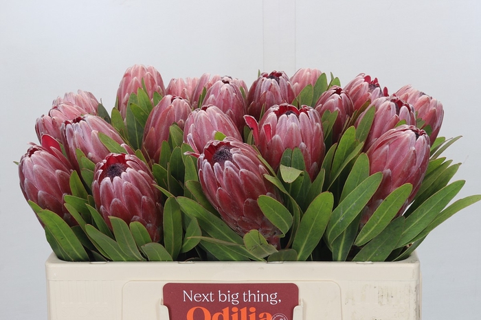 Protea Pink Ice