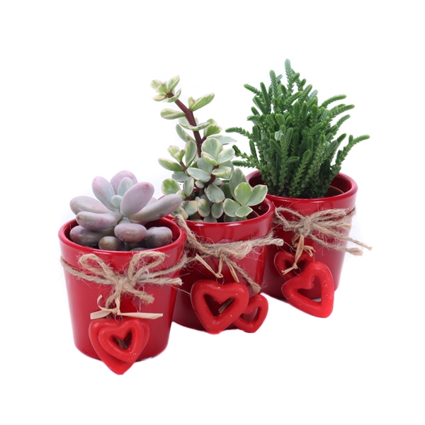 <h4>Succulent 5,5 cm in valentijn pot</h4>