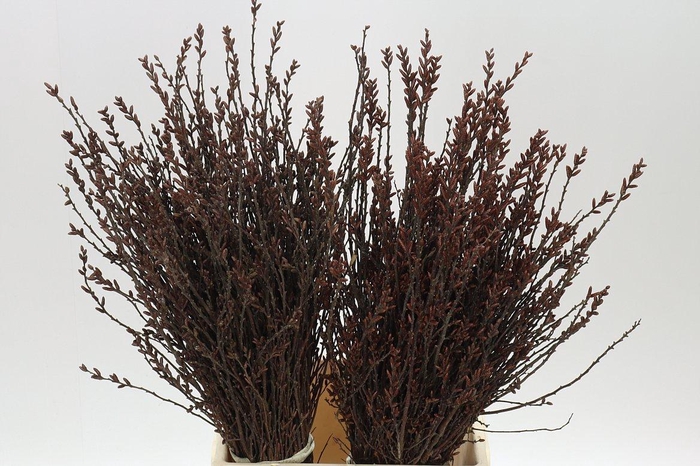 <h4>Myrica Gagel</h4>