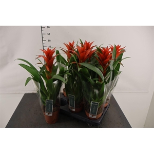Guzmania 12 Cm. P. Ostara