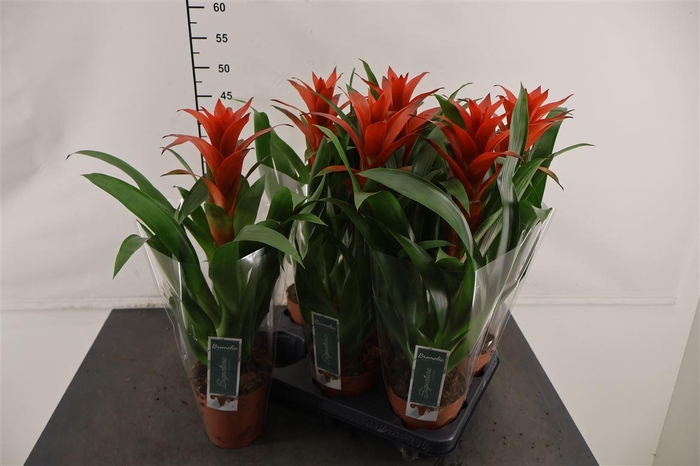 <h4>Guzmania 12 Cm. P. Ostara</h4>