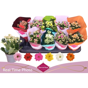 KAL GE PERF GEM 6 KL