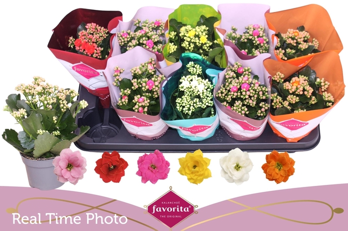 <h4>KAL GE PERF GEM 6 KL</h4>