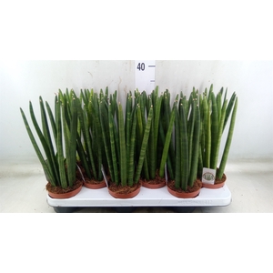 Sansevieria cyl.  ...