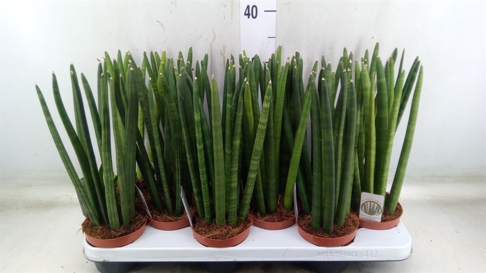 <h4>Sansevieria cyl.  ...</h4>