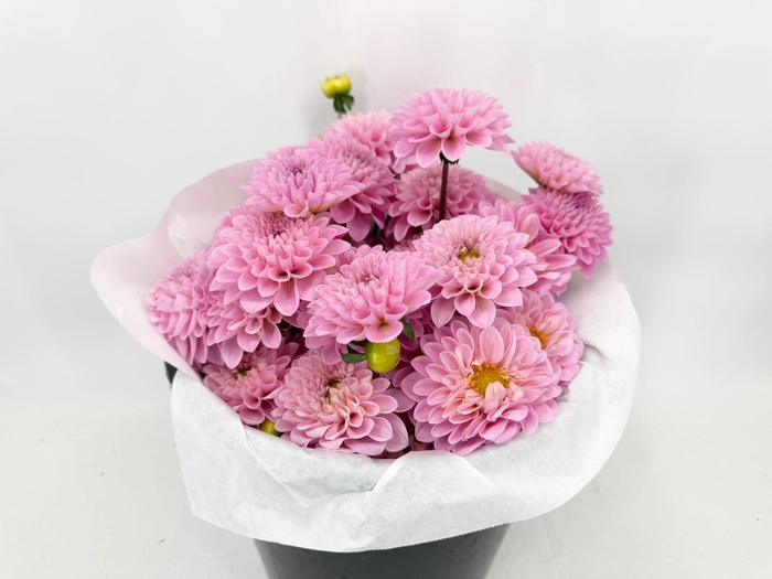 Dahlia Pink
