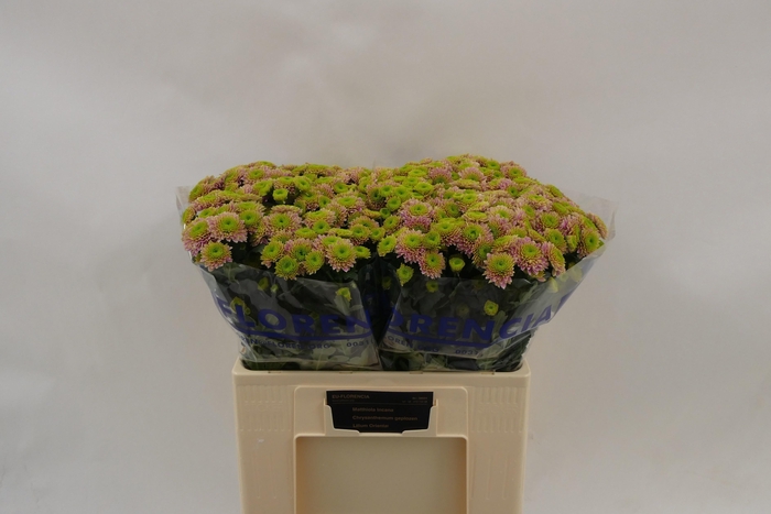 <h4>CHR S AAA JEANNY PIN</h4>