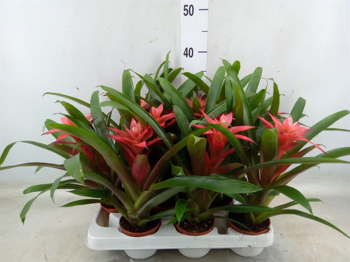 <h4>Guzmania  'Libby'</h4>