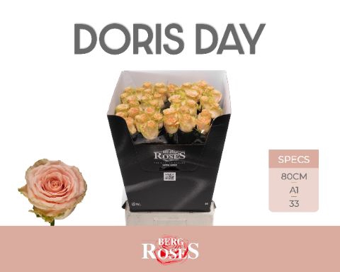 <h4>R Gr Doris Day Berg</h4>