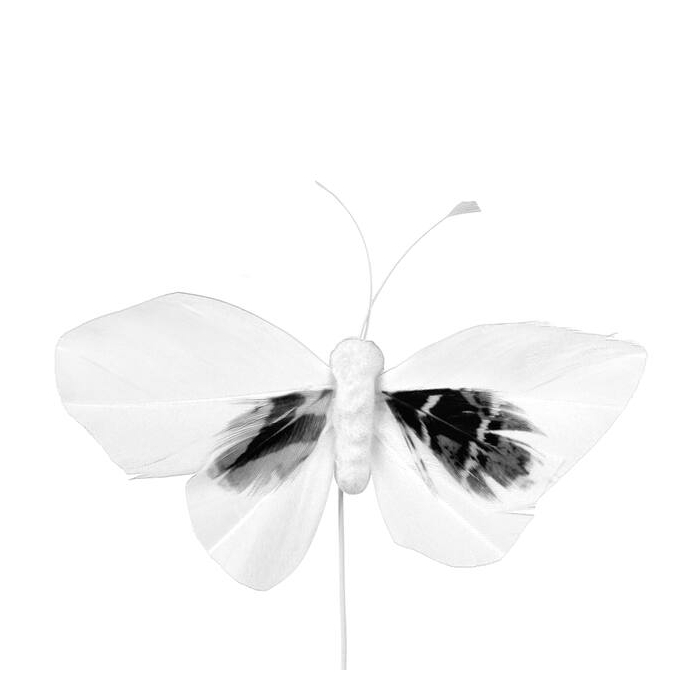 <h4>Butterfly 6x10cm+12cm Draad 48 Stuks Wit 1st/zak</h4>