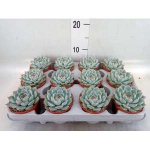 Echeveria   ...