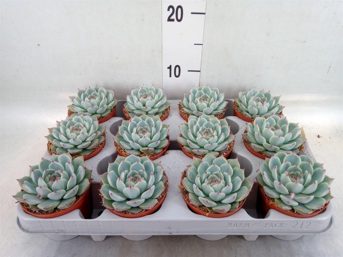 <h4>Echeveria   ...</h4>