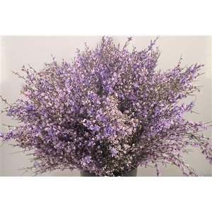 Ginster. Milka Per Bunch