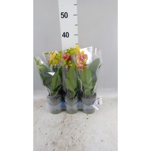 Phalaenopsis multi. 'Ant Grossetto'