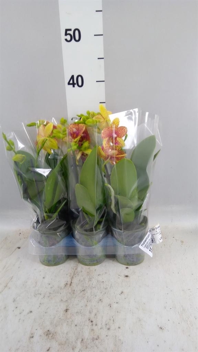 <h4>Phalaenopsis multi. 'Ant Grossetto'</h4>