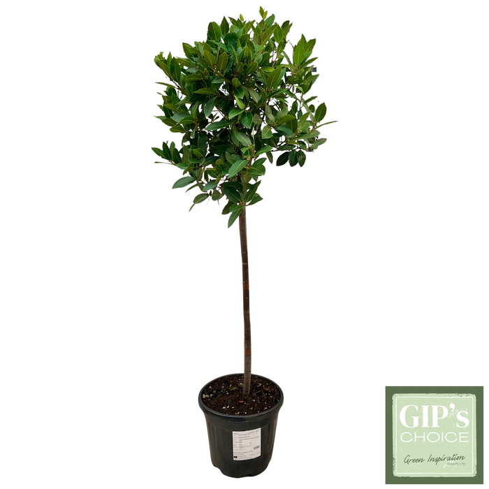 <h4>Laurus nobilis 1/2 Stem P30</h4>
