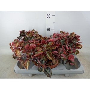 Peperomia caperata   ...