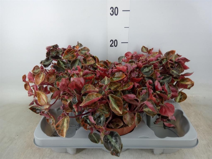 <h4>Peperomia caperata   ...</h4>