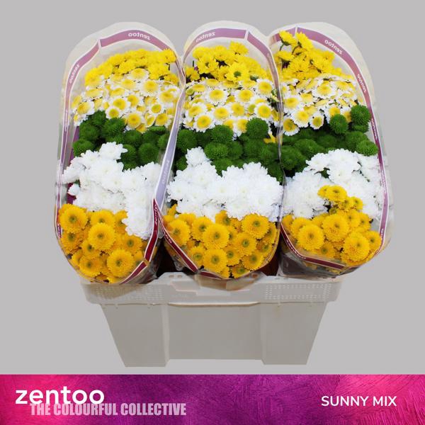 <h4>Chr San Mix Sunny Zentoo</h4>